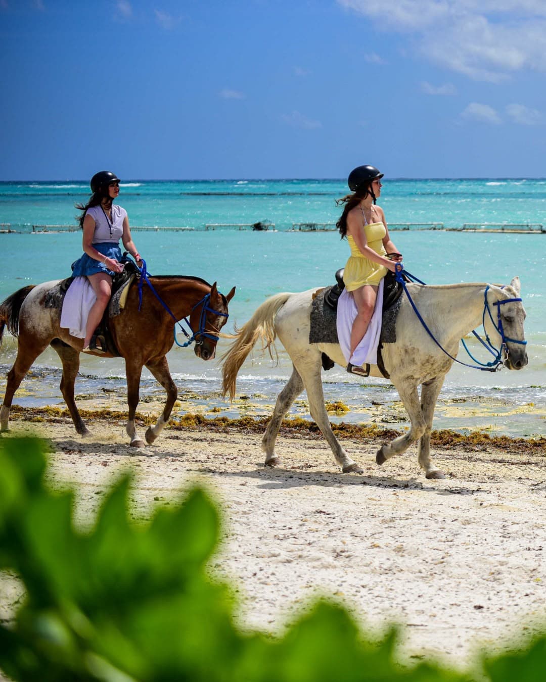 Swim Horse Punta Cana